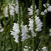 6 x Physostegia Virginiana 'Summer Snow' - Scharnierplant pot 9x9cm - Witte bloemen, lange bloeiperiode