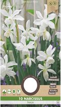 Witte Narcis Thalia (Narcissus triandrus) 10 stuks