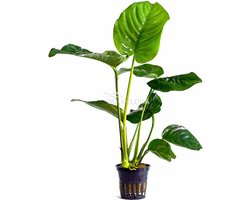 Anubias Barteri 3x - Aquariumplant - Aquariumdecoratie