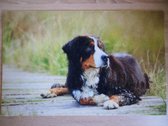 Deurmat 40x60 Berner Sennen Puppy