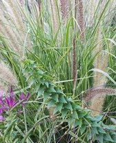 School Composition Book Decorative Wild Grasses