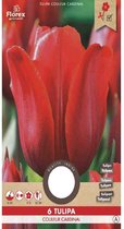 Tulp Couleur Cardinal Donker Rood 11/12 6st (15) 970.32