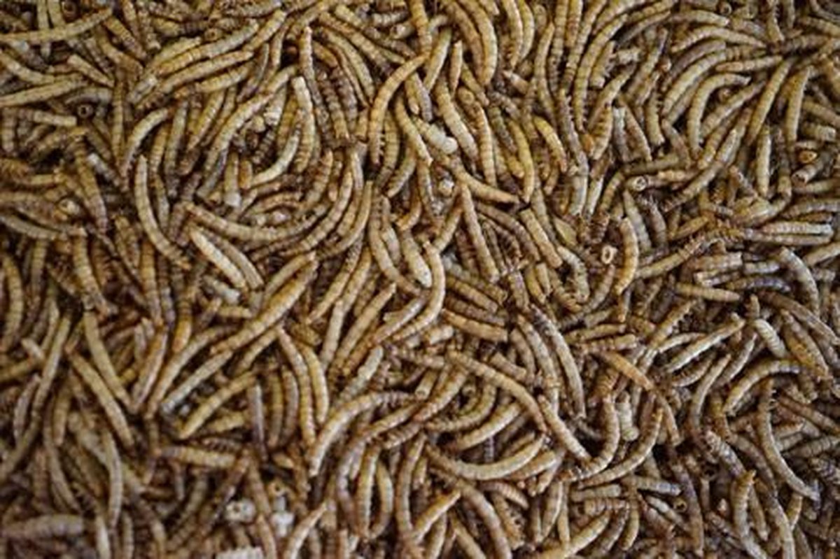 Meelwormen (60 Liter)(10KG)