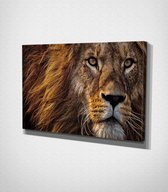 Lion Canvas | 70x100 cm