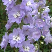 6 x Delphinium 'Camelliard' - Ridderspoor Pot 9x9 cm - Blauwe Bloemtrossen