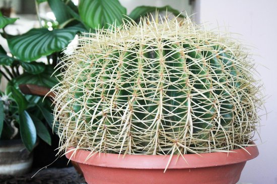Republiek Onderdompeling Coöperatie Cactus Echinocactus Grusonii bolcactus (grootmoederschoot) Ø 25cm | bol.com
