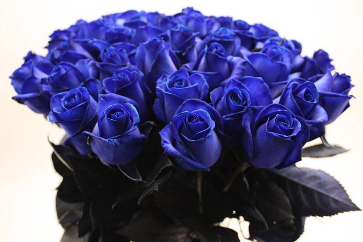 Bouquet de 25 roses bleues | bol.com