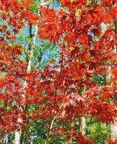 School Composition Book Springtime Japanese Maple Tree