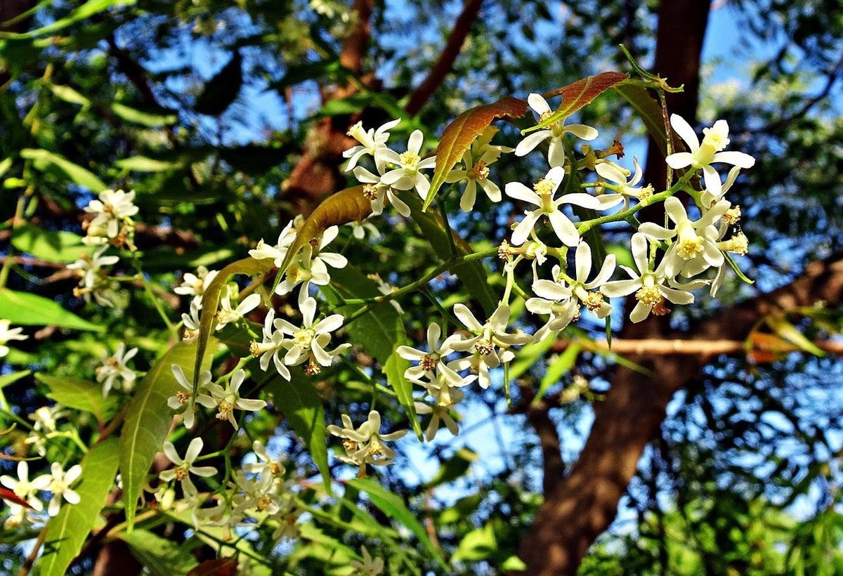 HUILE VEGETALE DE NEEM Cheval - Parasites externes, purification