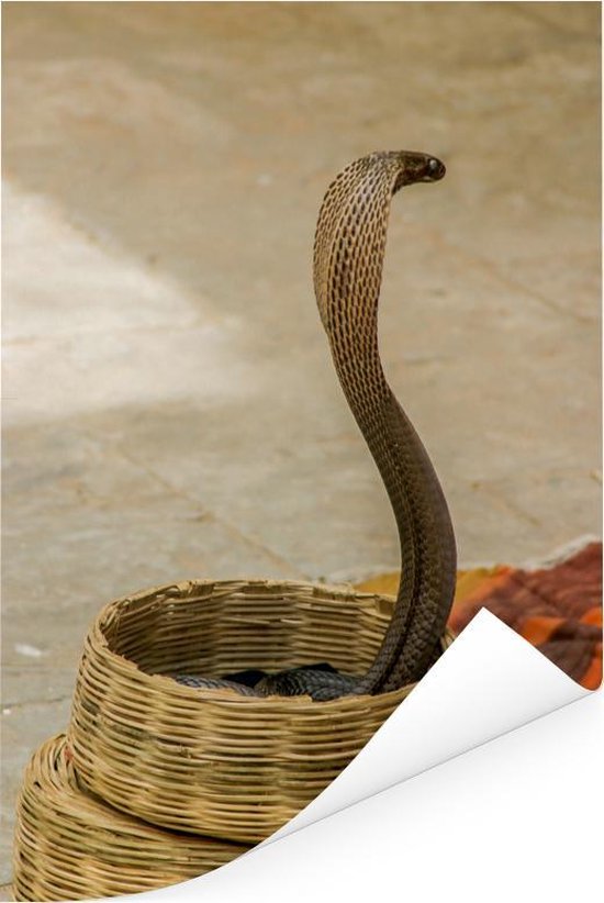 Bol Com Indische Cobra Slang In Een Mand Poster 40x60 Cm Foto Print Op Poster Wanddecoratie