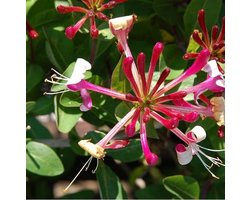 Lonicera Periclymenum 'Belgica Select' - Kamperfoelie 50-60 cm in pot