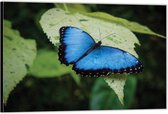 Dibond – Blauw / Zwarte Vlinder– 90x60 Foto op Aluminium (Wanddecoratie van metaal)