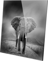 Schilderij - Olifant Olifant Zwart-wit Aan De Muur Natuur - Zwart En Wit - 80 X 80 Cm Olifant Op Plexiglas | Olifant | Zwart-wit | Plexiglas | Foto Op Plexiglas | Wanddecoratie | 8