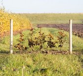 Rode beukenhaag - ‘Fagus syl. Atropunicea' (50 stuks) 40 - 60 cm totaalhoogte