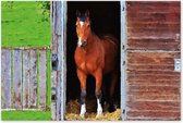 Graphic Message - Tuin Schilderij op Outdoor Canvas - Paard Houtlook Print - Kleurrijk - Veranda - Overkapping - Paarden Schuttingdoek op Houten Frame - Waterdicht - Waterbestendig