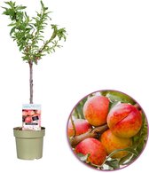 Nectarine, Prunus persica Nucipersica, zelfbestuivend, winterhard