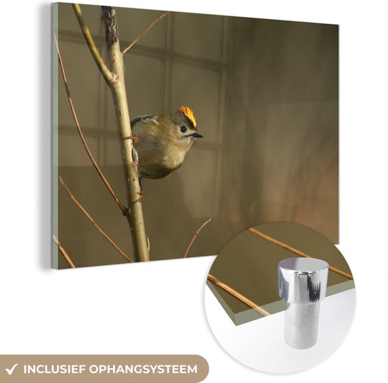 Klein crête d'or solitaire sur une branche dans l'arbre Plexiglas 90x60 cm - Tirage photo sur Glas (décoration murale plexiglas)