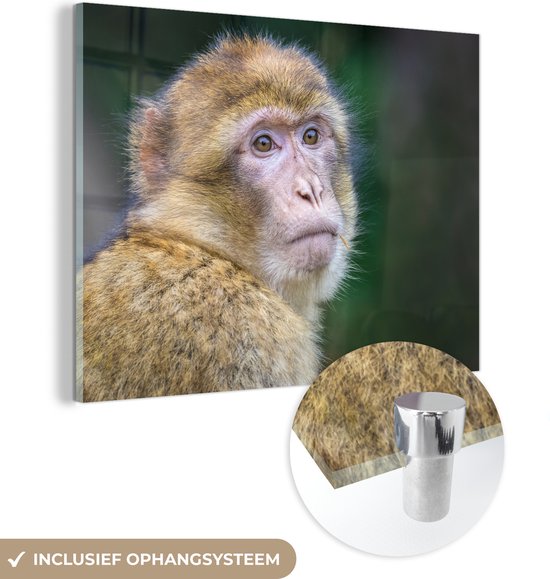 Glasschilderij - een makaak aap - Acrylaat Schilderijen - Foto op Glas