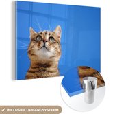 Chat avec un ciel bleu en verre 60x40 cm - Tirage photo sur verre (décoration murale en plexiglas)