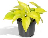 Hello Plants Epipremnum Golden Pothos Neon - Ø 12 cm - Hoogte: 15 cm - Drakenklimop Klimplant Hangplant