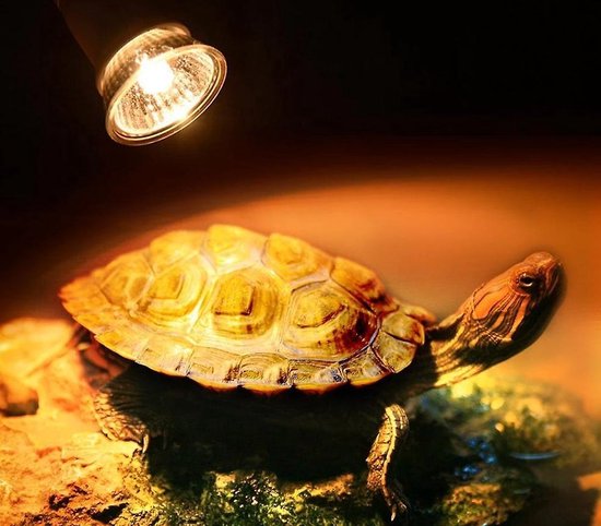 Reptielenlamp - terrarium verlichting - warmtelamp - halogeenlamp - 50 Watt - schildpadden - hagedissen - slangen - vogelspinnen - Merkloos