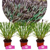 Set van 3 Lampenpoetsergras - Pennisetum alopecuroides 'Black Beauty' - Hoogte 30-40cm - 12cm pot