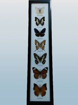 vlinder-vlinders-insect-insecten-opgezette vlinders-vlinders in lijst-fotolijst