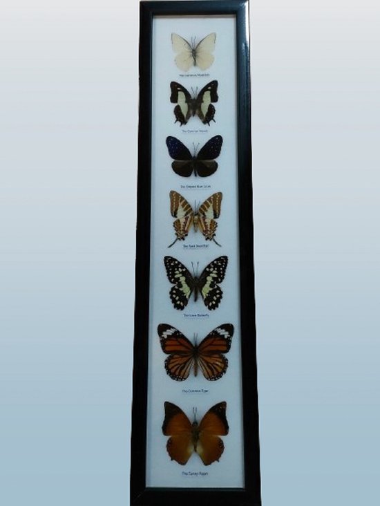 Vlinder vlinders insect insecten opgezette vlinders vlinders in lijst fotolijst