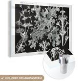 MuchoWow® Glasschilderij 120x80 cm - Schilderij acrylglas - Kunst - Koraal - Ernst Haeckel - Oude meesters - Natuur - Foto op glas - Schilderijen