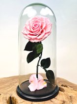 Longlife Roos ‘roze’ in stolp | Eeuwige Roos | Prachtige en unieke gift | Perfect om jouw geliefde mee te verrassen