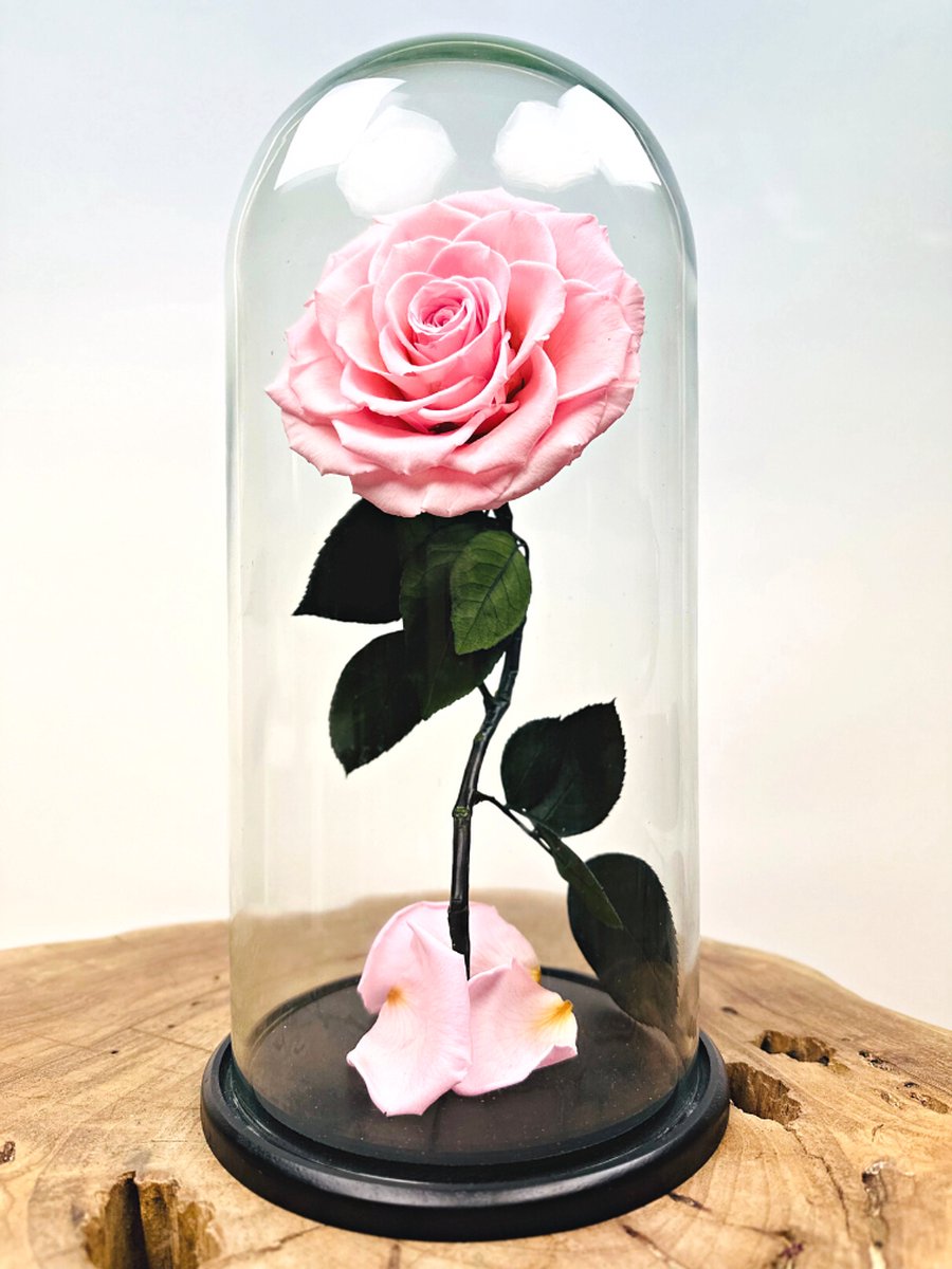 Longlife Roos ‘roze’ in stolp | Eeuwige Roos | Prachtige en unieke gift | Perfect om jouw geliefde mee te verrassen