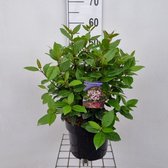 Viburnum tinus Spirit C5 30-40 cm