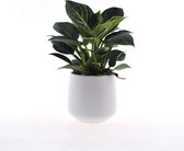 Philodendron | Wave White | 30 cm | pot en céramique 12cm | Jungle