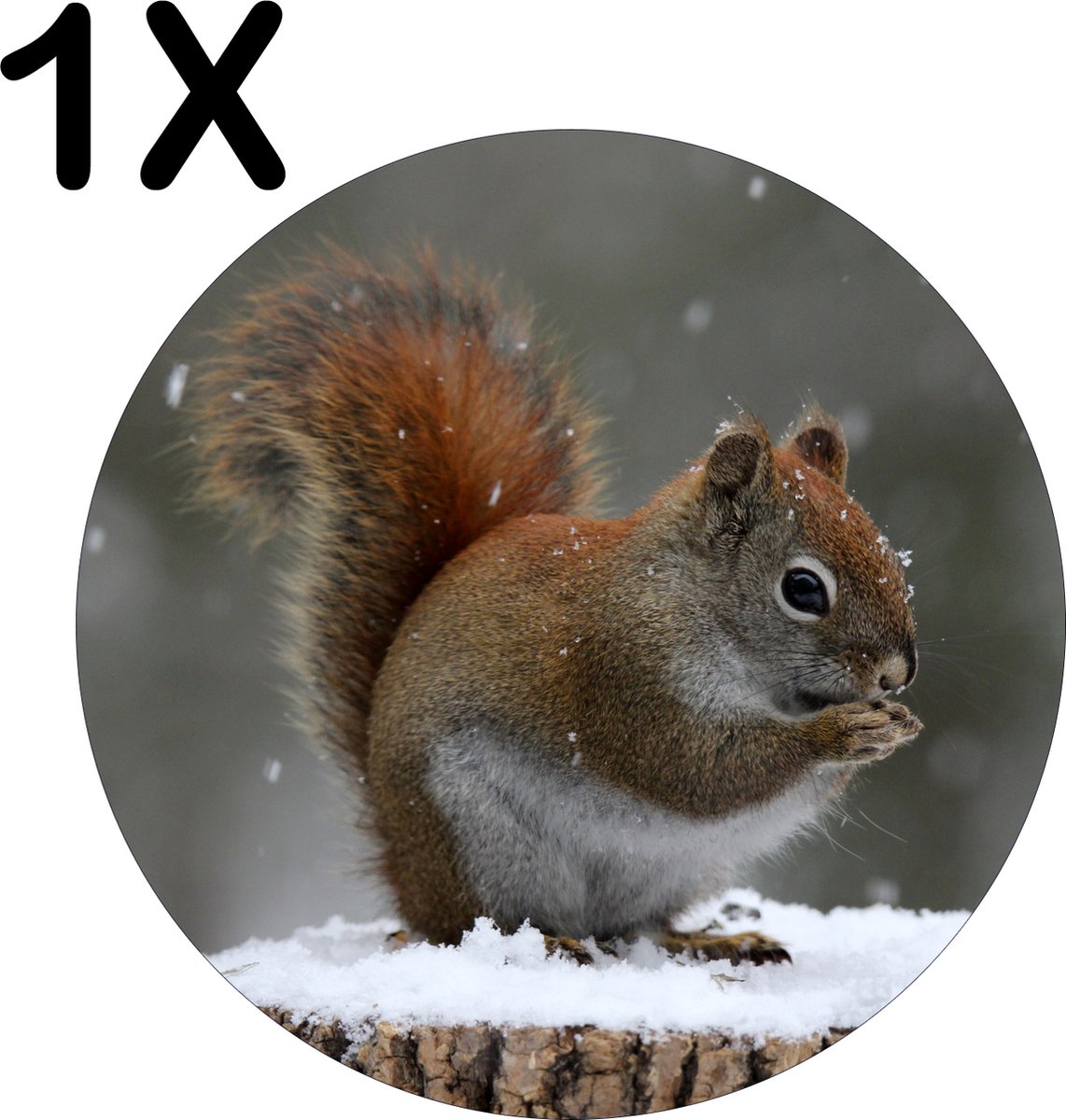 BWK Flexibele Ronde Placemat - Knabbelende Eekhoorn - Winter - Set van 1 Placemats - 40x40 cm - PVC Doek - Afneembaar