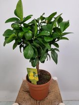 Citrus Lemon meyeri - op stam met 5 echte vruchten - potmaat 17 cm - planthoogte 55 cm - Plants By Suus