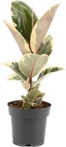 Trendyplants - Ficus Elastica Tineke - Rubberboom - Kamerplant - Hoogte 35-55 cm - Potmaat Ø14cm