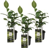 Theeplant | Camellia 'Sinensis' per 3 stuks - Buitenplant in kwekerspot ⌀10.5 cm - 20 cm