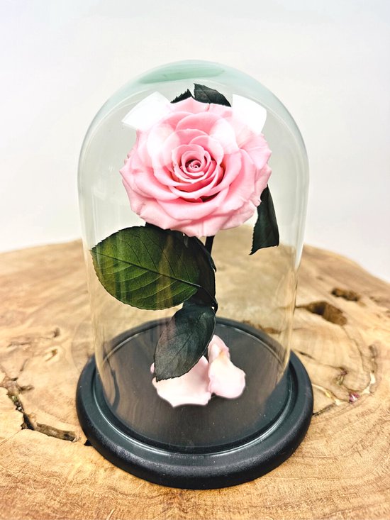 Longlife Roos ‘roze’ klein in stolp | Eeuwige Roos | Perfect voor ieder interieur | Een fantastische gift om jouw geliefde mee te verrassen