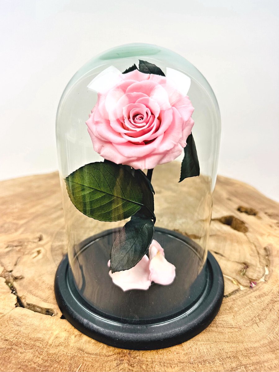Longlife Roos ‘roze’ klein in stolp | Eeuwige Roos | Perfect voor ieder interieur | Een fantastische gift om jouw geliefde mee te verrassen