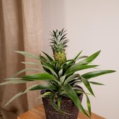 Ananas comosus duo sierplant hoogte ø12cm 45cm 2 planten