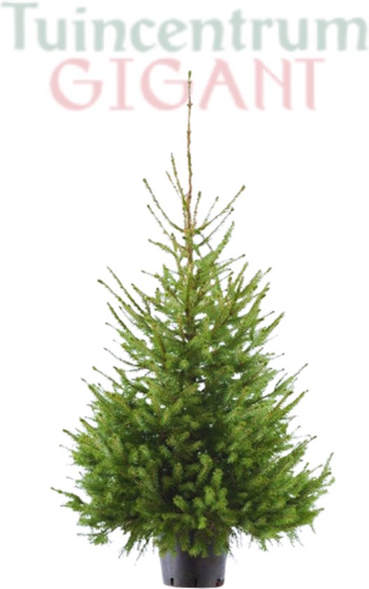Véritable sapin de Noël en pot - avec motte - 125-150cm - 'Picea Omorika'