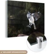 MuchoWow® Glasschilderij 40x30 cm - Schilderij acrylglas - Een kuifmees maakt een landing - Foto op glas - Schilderijen