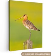 Toile - Peinture - Vogel - Animaux - Barge à queue noire - Perche - Vert - Peintures sur toile - Photo sur toile - 60x80 cm - Décoration murale - Salon