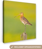 Toile - Tableau - Vogel - Animaux - Barge à queue noire - Perche - Vert - Peintures sur toile - Photo sur toile - 50x50 cm - Décoration murale - Salon