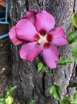 Hibiscus Syriacus 'Woodbridge' - Altheastruik 40-60 cm pot