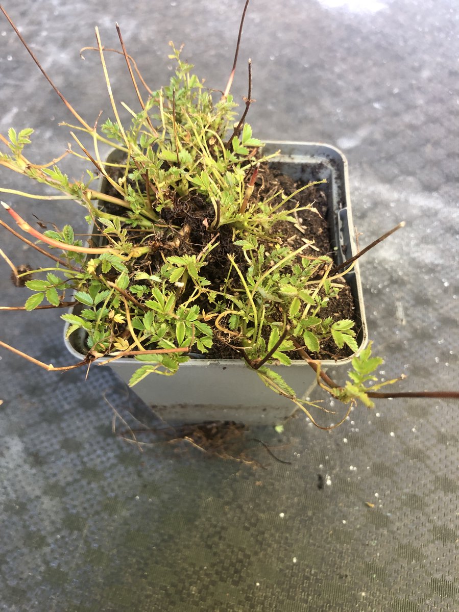 6 x Acaena microphylla - Stekelnootje in pot 9 x 9 cm