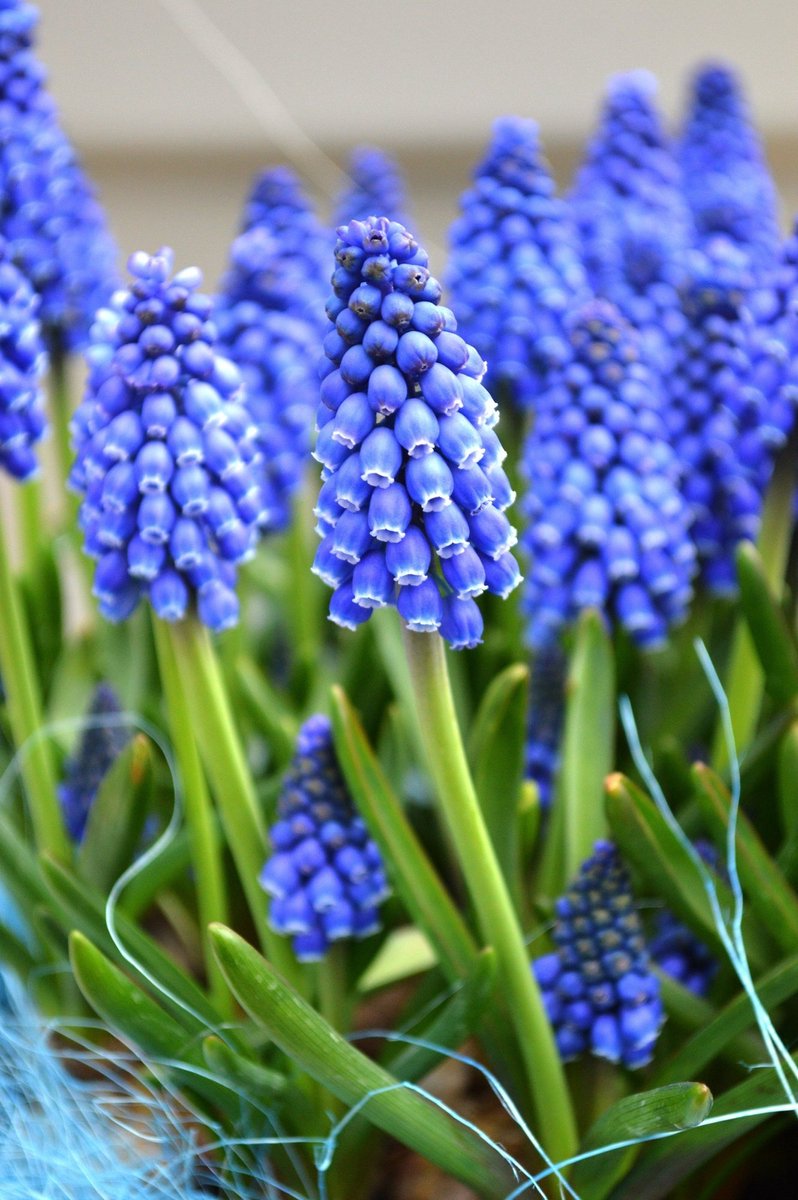 Muscari Armeniacum | 15 stuks | Blauwe druifjes