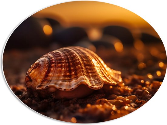 PVC Schuimplaat Ovaal - Schelp - Strand - Steentjes - Zon - 56x42 cm ...