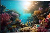 Dibond - Onderwater - Oceaan - Zee - Koraal - Vissen - Kleuren - Zon - 90x60 cm Foto op Aluminium (Wanddecoratie van metaal)