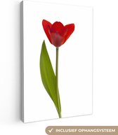 Canvas Schilderij Rode tulp voor witte achtergrond - 20x30 cm - Wanddecoratie